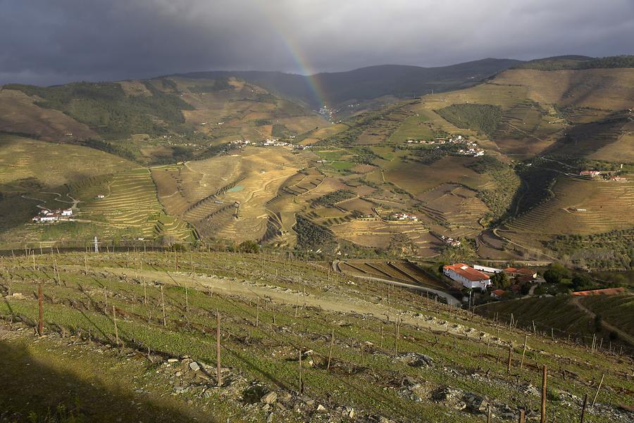 Vineyards near Vilarouco