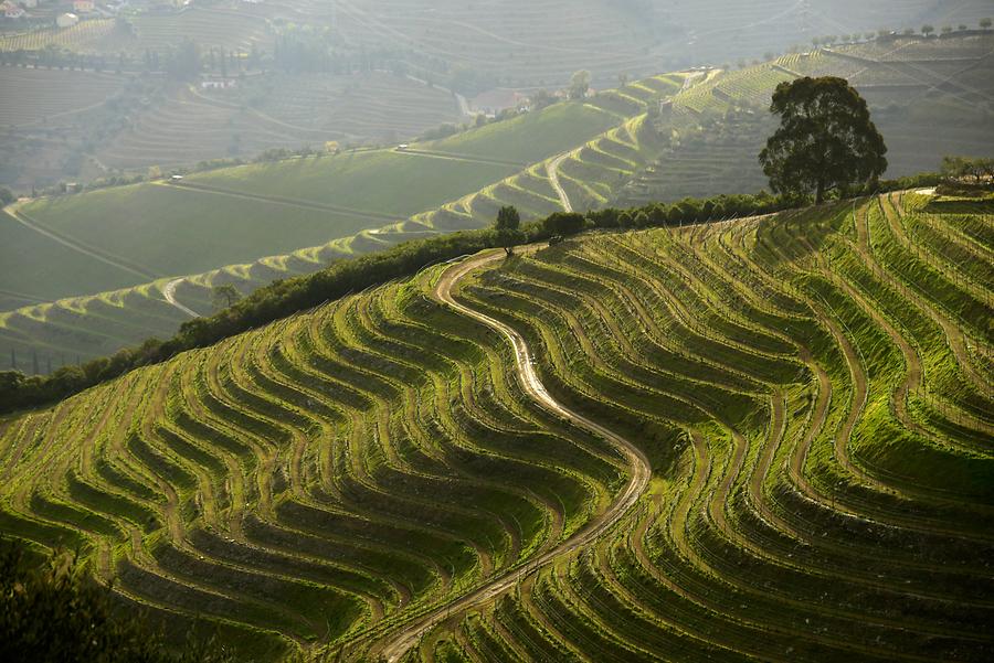 Vineyards near Vilarouco