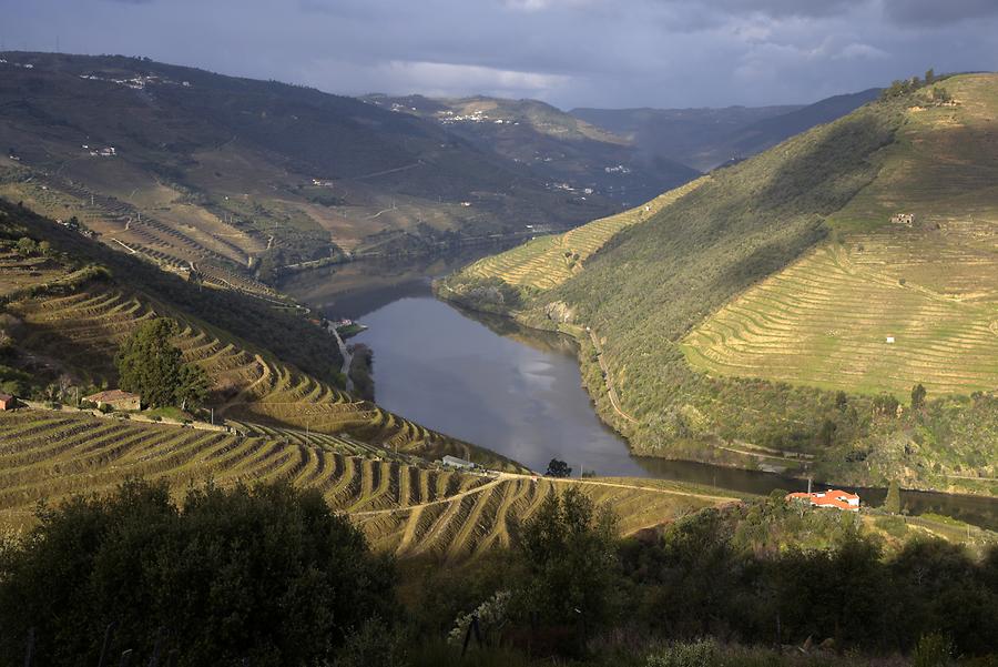 Vineyards near Vilarouco