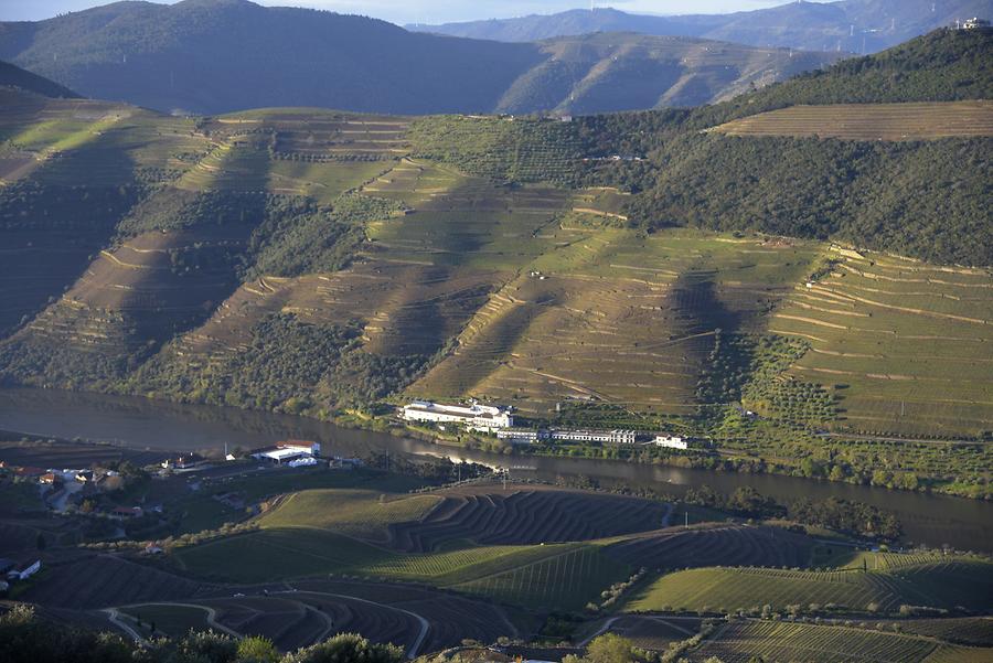 Vineyards near Vilarouco