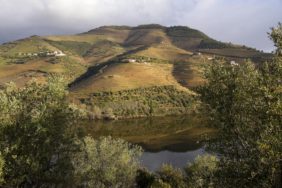 Vineyards near Vilarouco