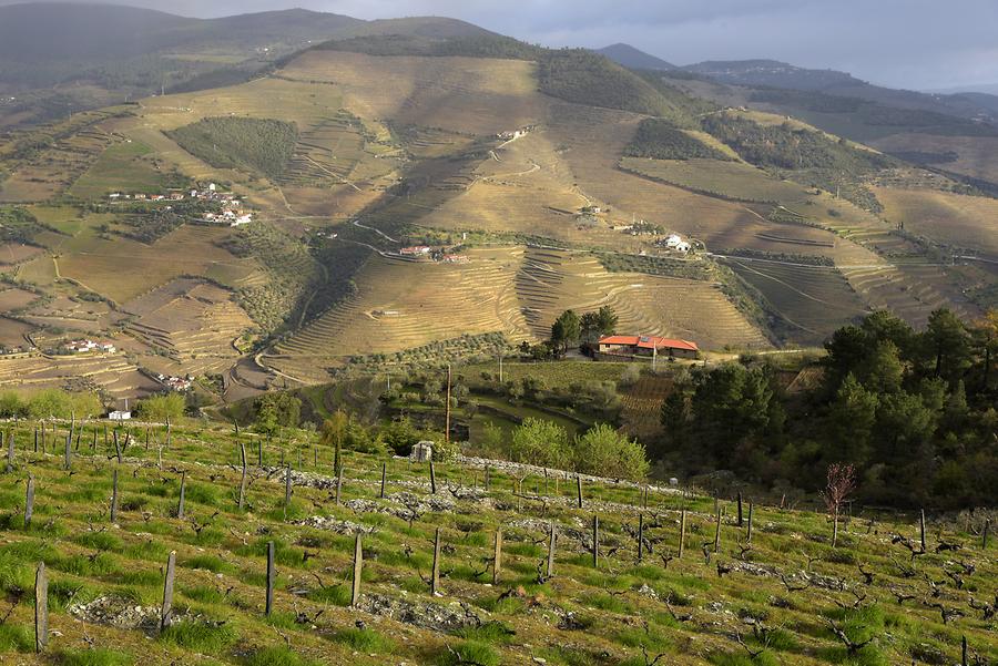 Vineyards near Vilarouco