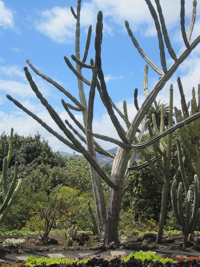 Funchal - Jardim Botanico