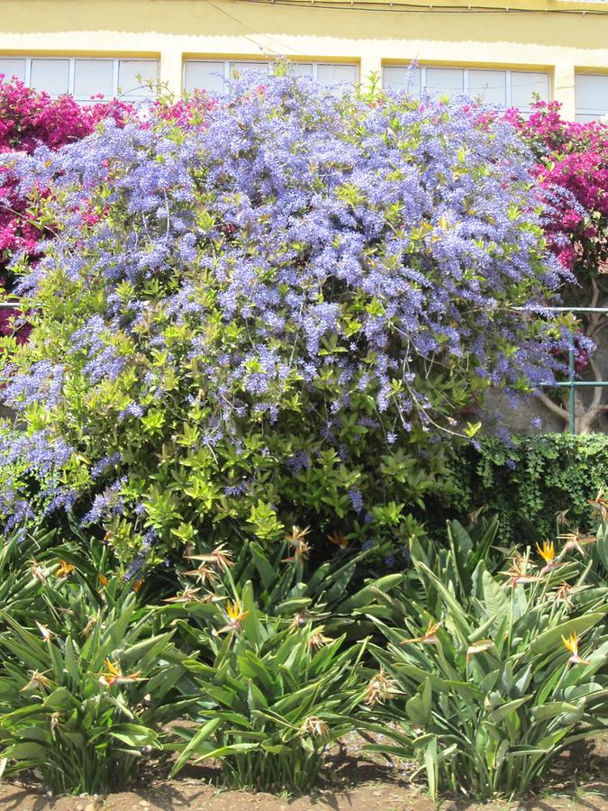 Funchal - Jardim Botanico