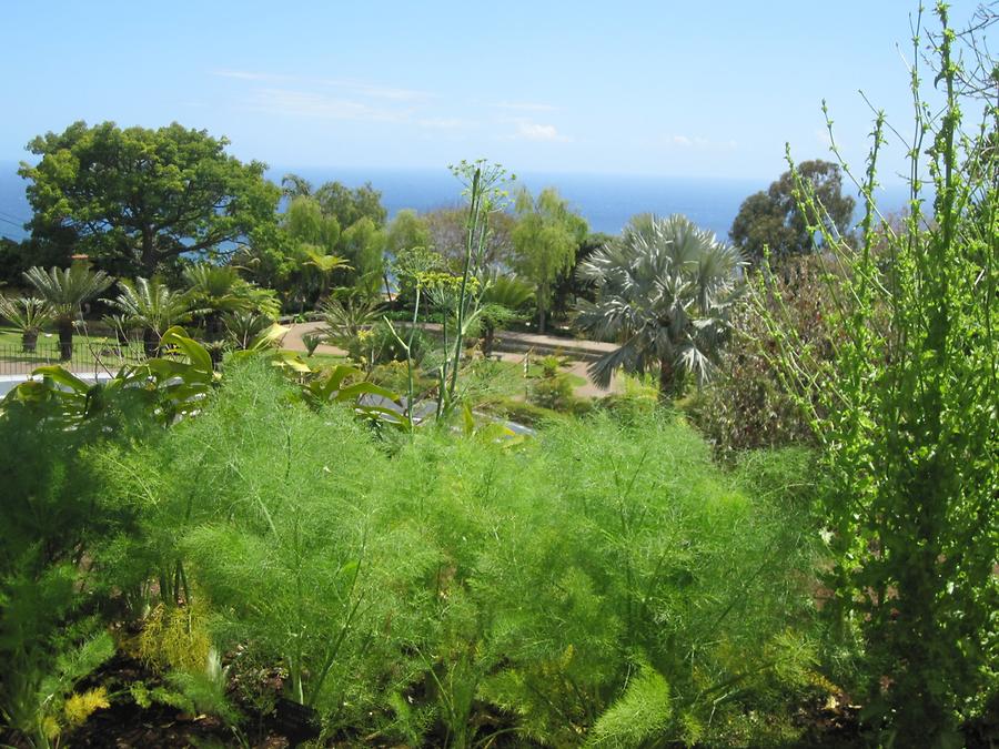 Funchal - Jardim Botanico