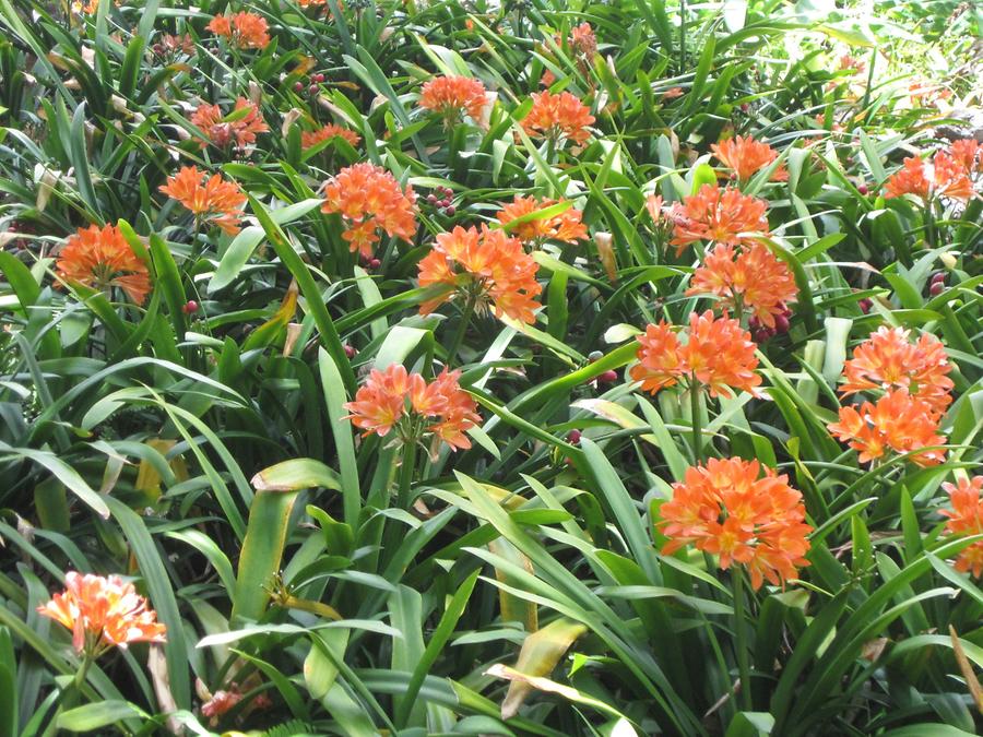 Funchal - Jardim Botanico