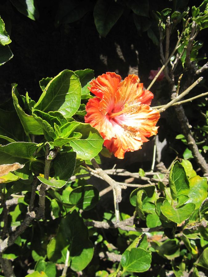 Funchal - Jardim Botanico