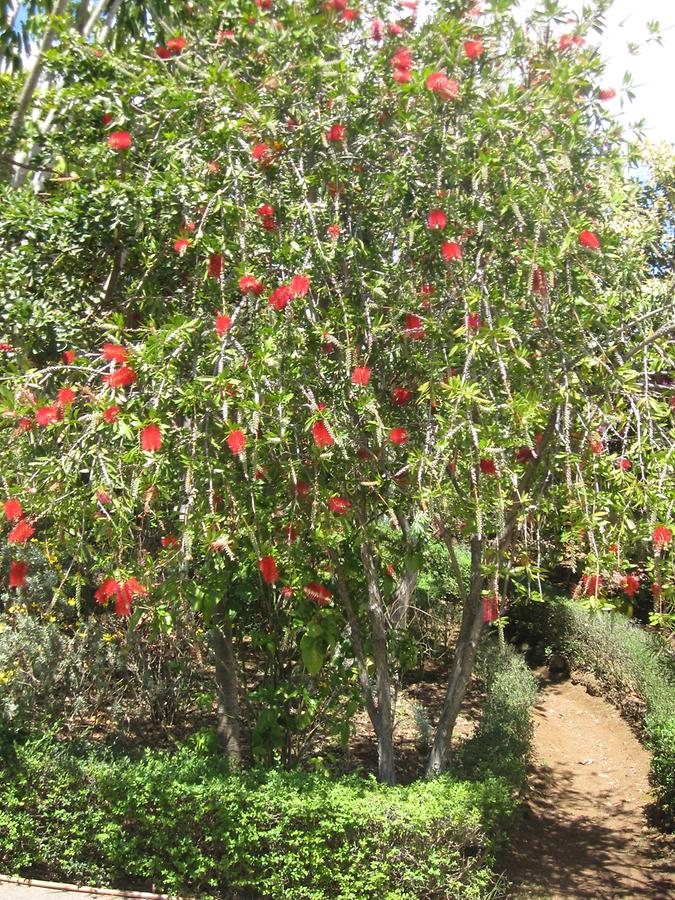 Funchal - Jardim Botanico