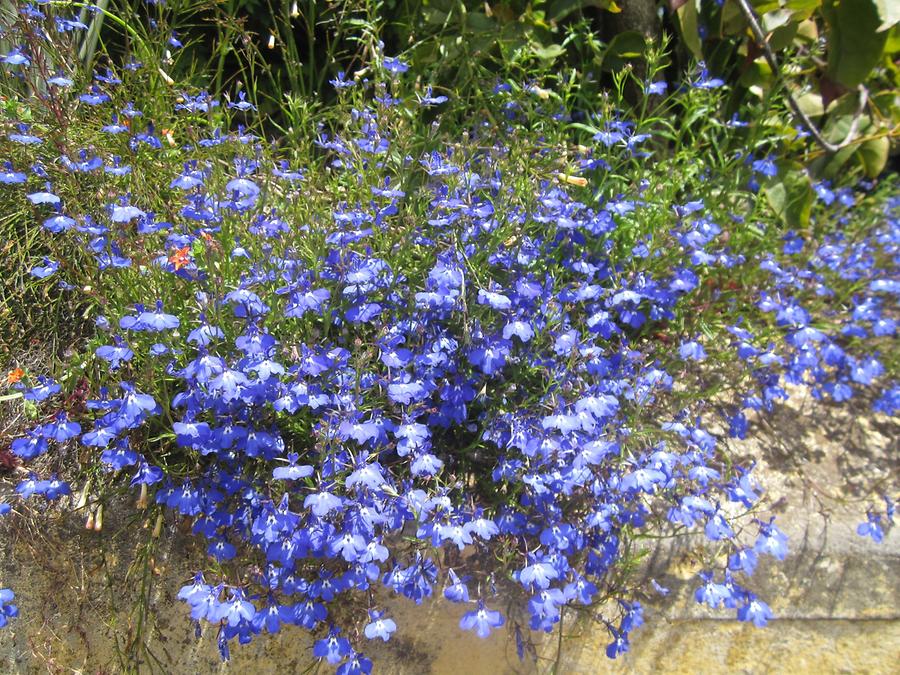 Funchal - Jardim Botanico