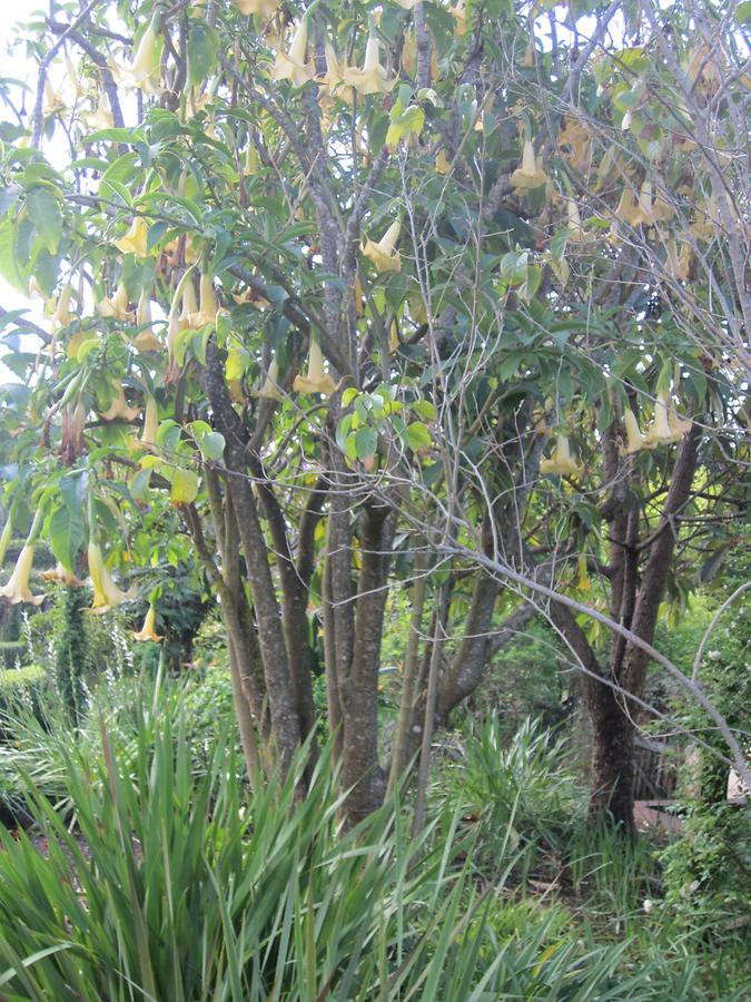 Funchal - Jardins do Palheiro Blandy's Garden