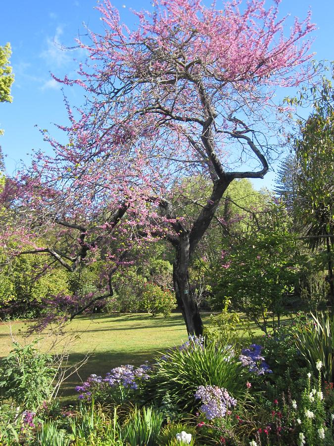 Funchal - Jardins do Palheiro Blandy's Garden