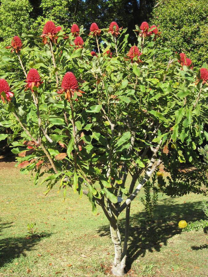 Funchal - Jardins do Palheiro Blandy's Garden