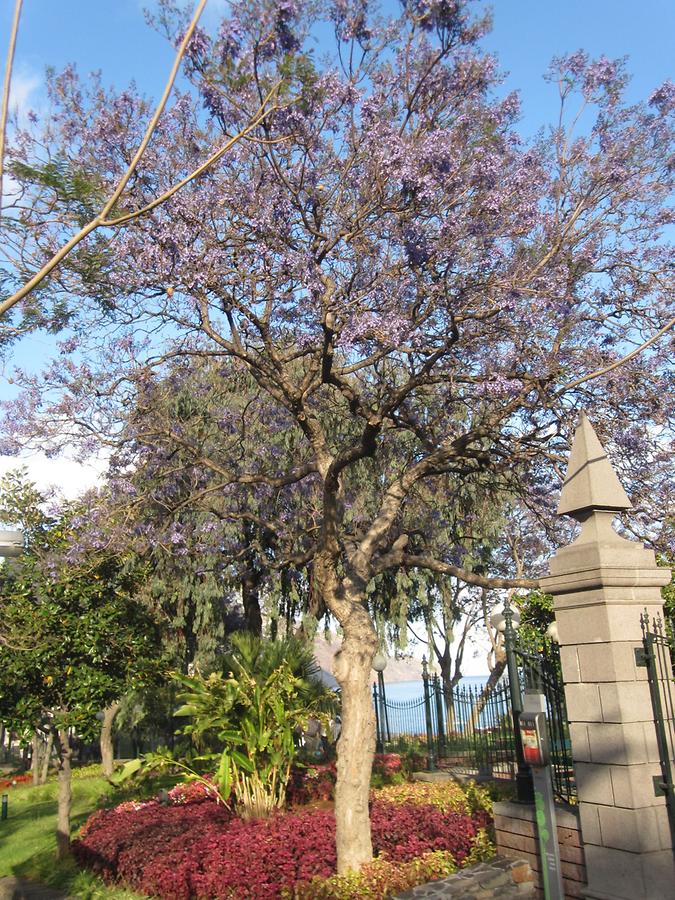 Funchal - Parque de Santa Catarina