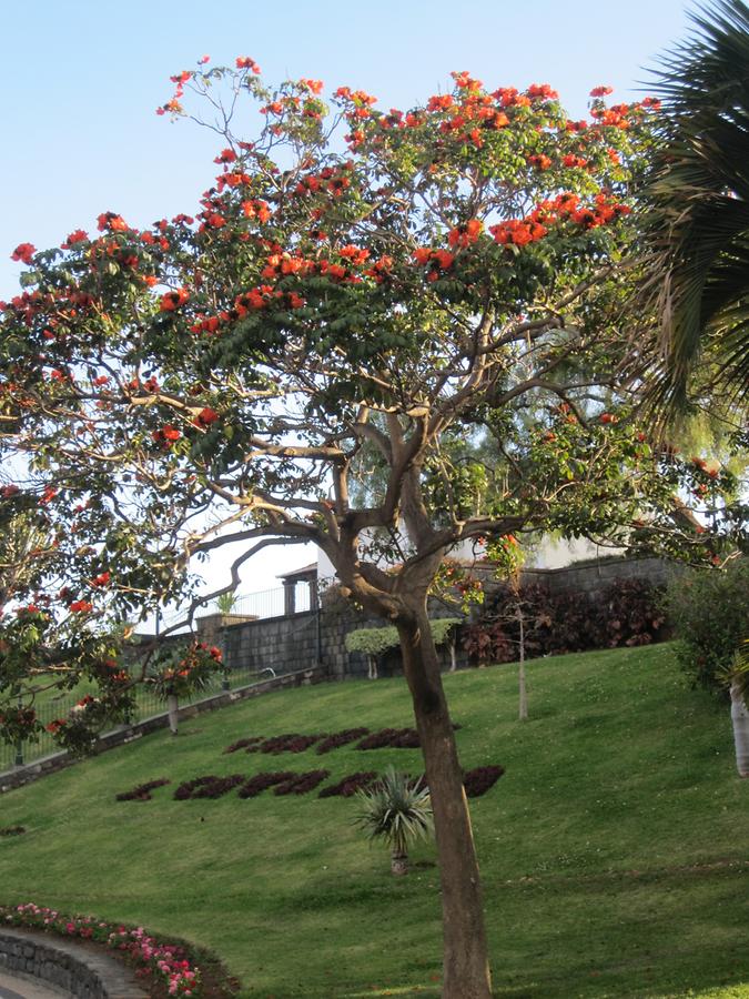 Funchal - Parque de Santa Catarina