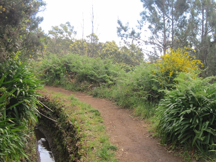 Levada da Serra do Faial