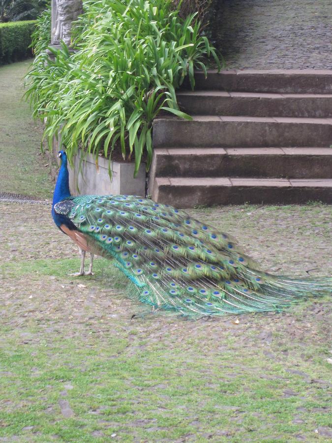 Monte - Jardim Tropical - Peacock