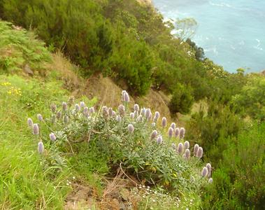 Madeira