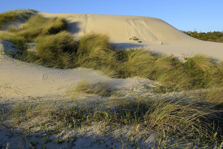 Viana do Castelo - Amorosa Beach; Sand Dunes