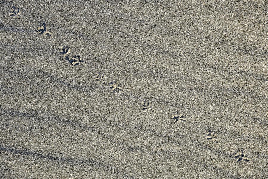 Viana do Castelo - Amorosa Beach; Sand Dunes