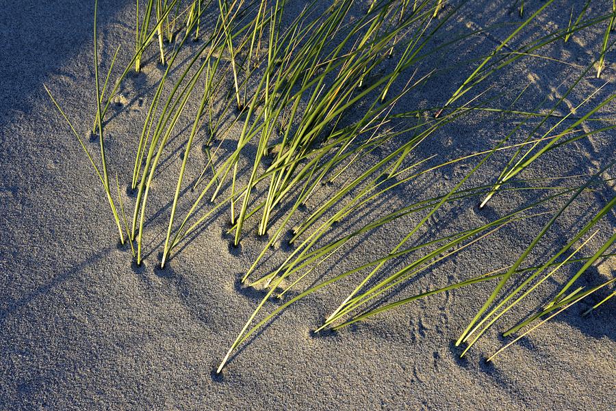 Viana do Castelo - Amorosa Beach; Sand Dunes