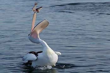 Pelican, Foto source: PixaBay 