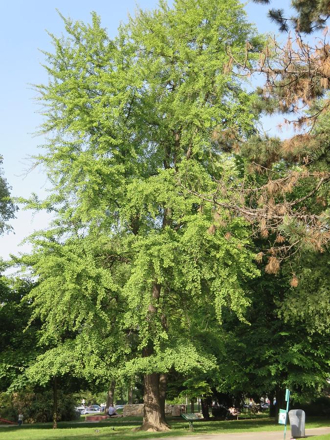 Belgrade - Pioneer's Park; Gingko