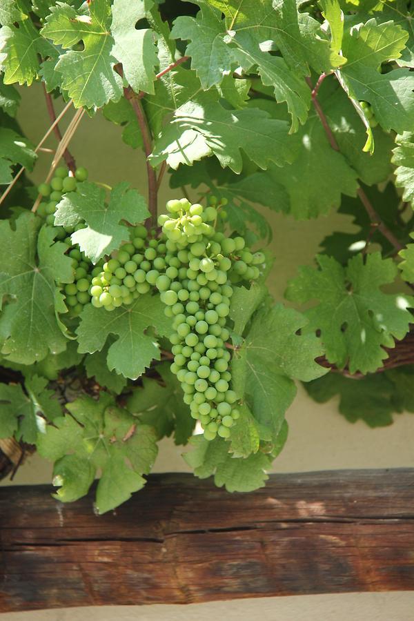 Bunches of Grapes