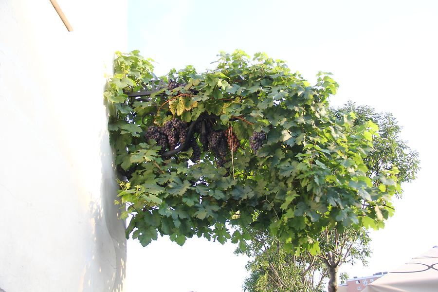 Espaliered Tendrils - Bunches of Grapes