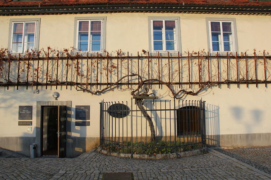 Old Vine House in Winter