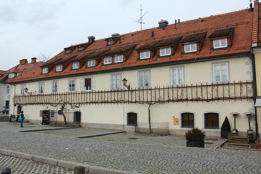 Old Vine House in Winter