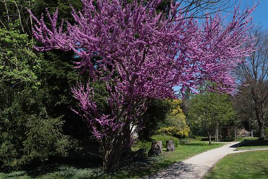 Garten der Erinnerung und der Freundschaft in Petanjci