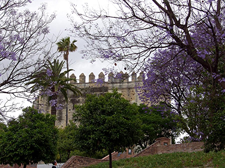 Jerez de la Frontera - Alcazar with Jacarandas