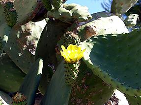 Carmona Roman Necropolis Cactus Flower