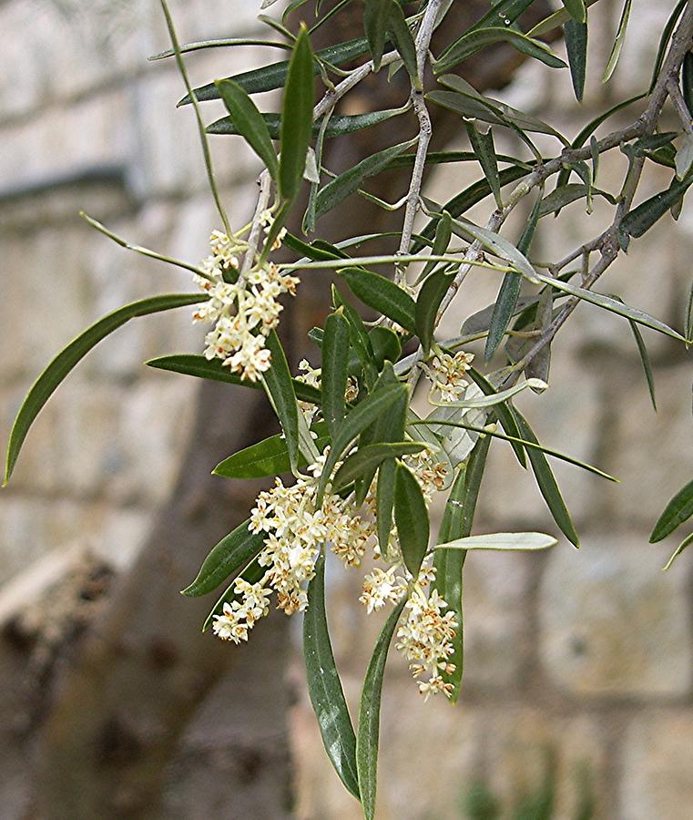Jaen – Olive Blossom