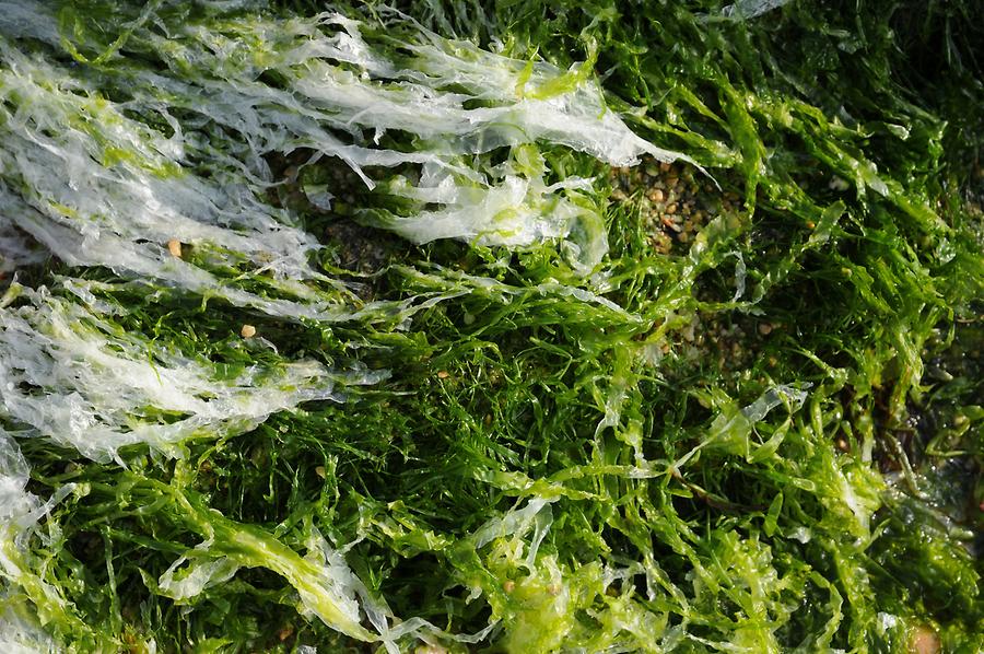 Tossa de Mar - Algae