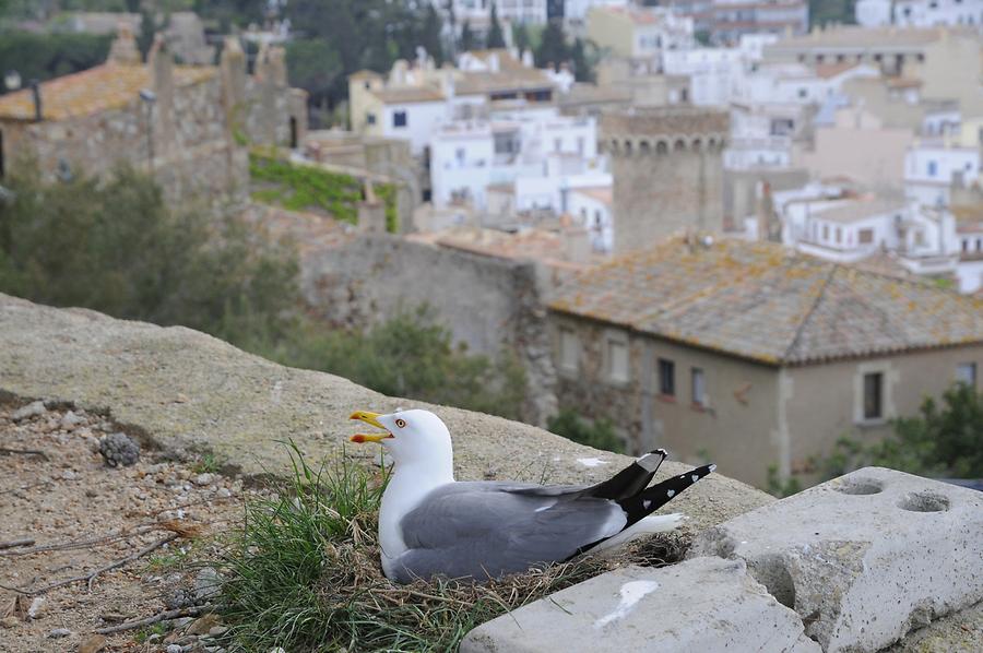 Tossa de Mar