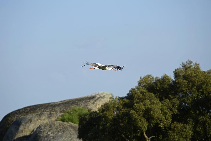 Los Barruecos - Stork