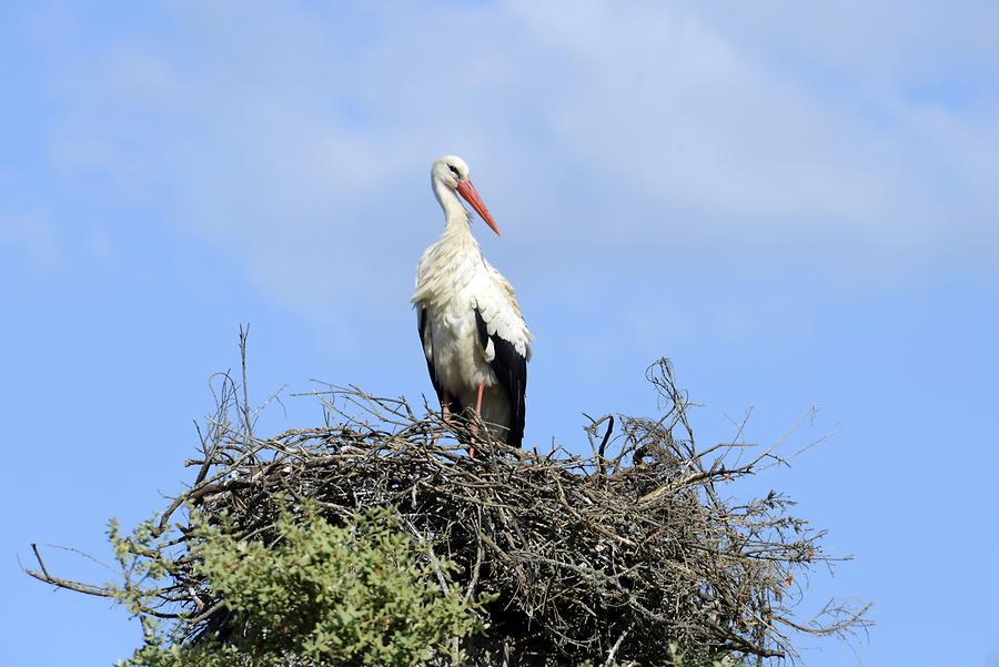 Stork