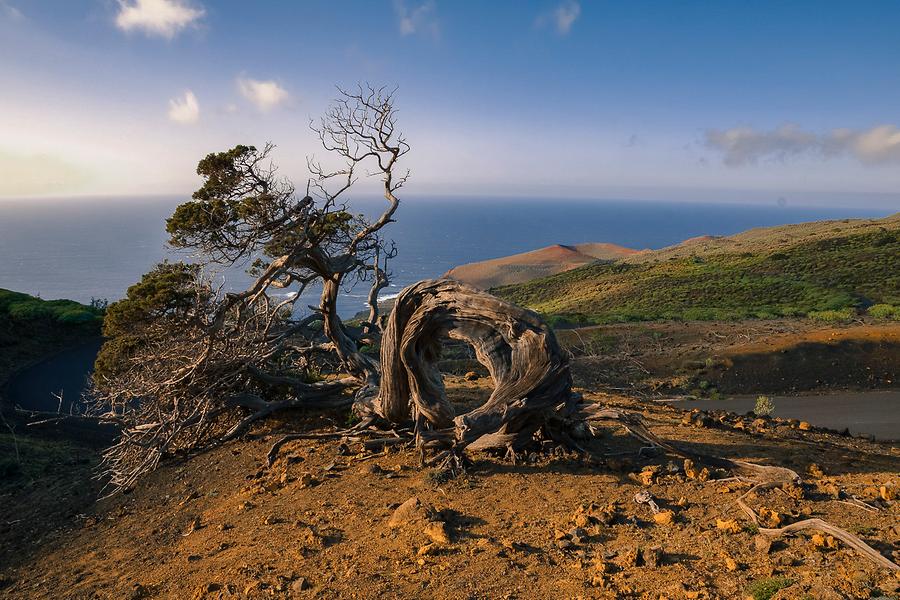 windswept juniper tree