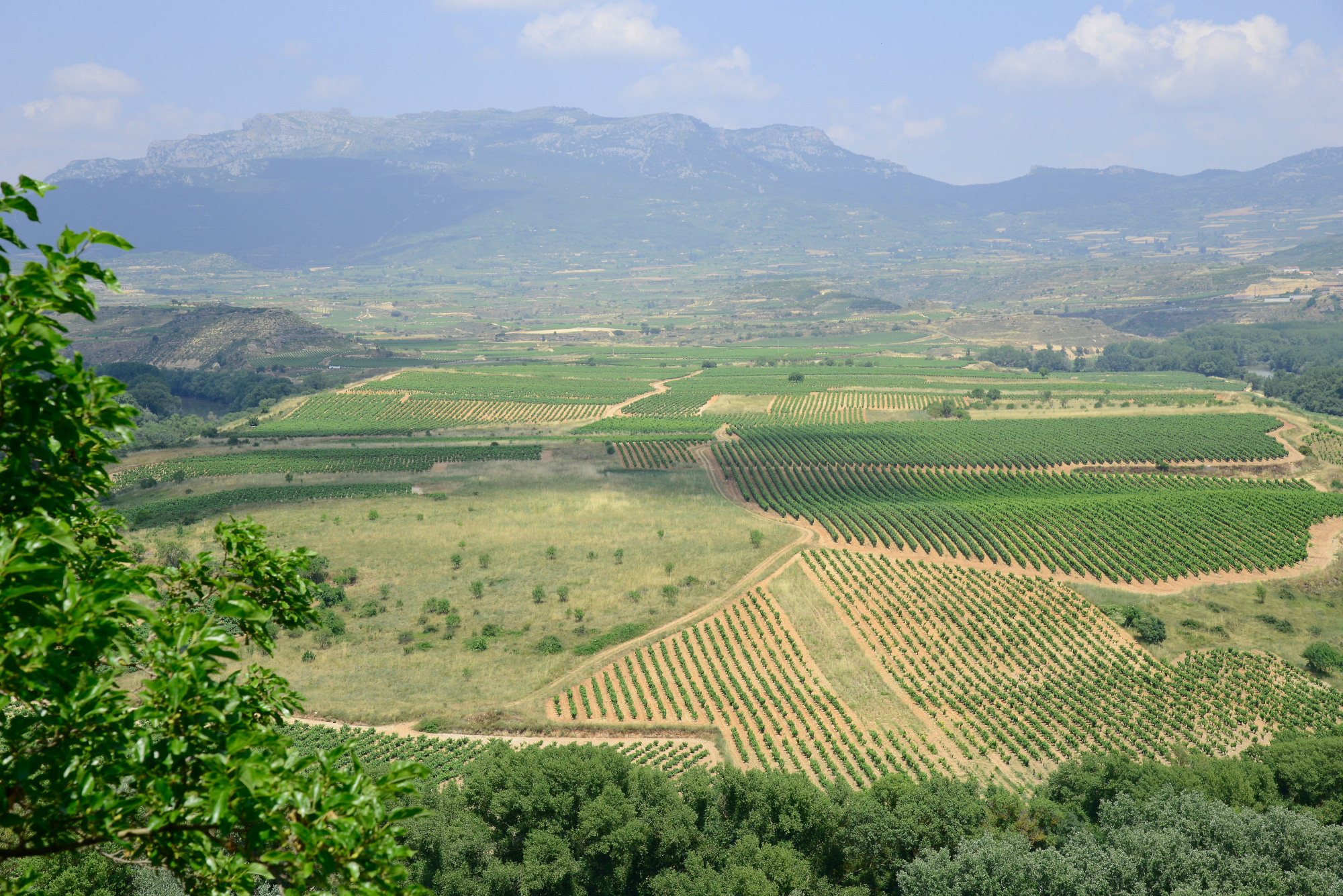 Vineyards near Briones (1) La Rioja Pictures Geography im Austria