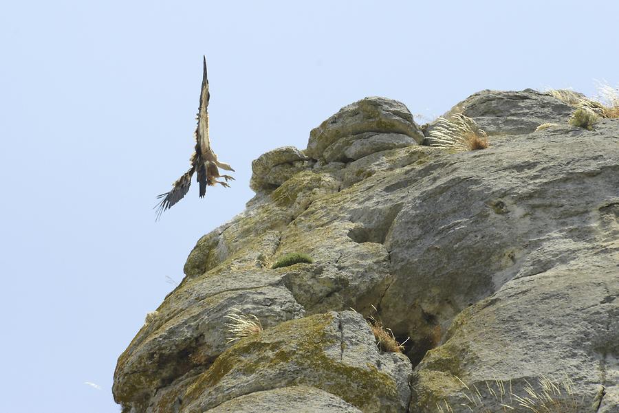 Yecla Ravine - Common Griffon