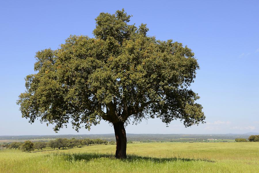 Cork Oak