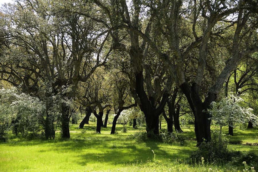 Cork Oaks