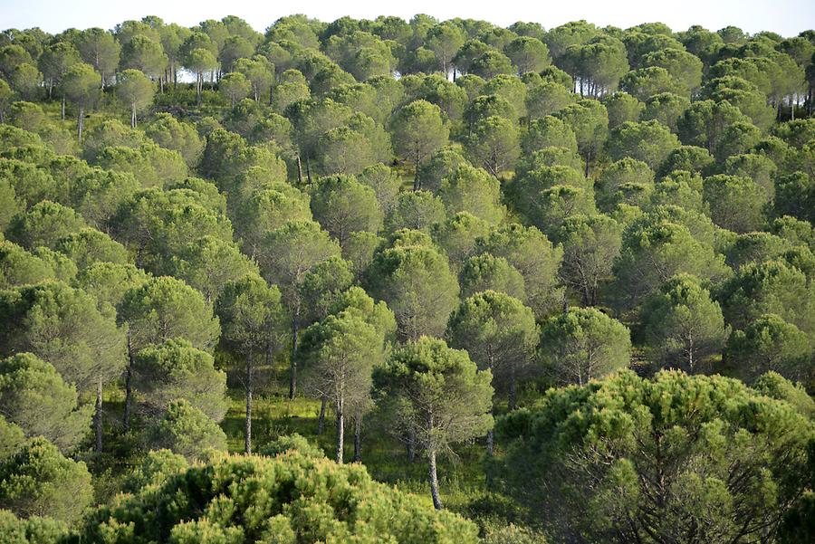 Forest near Granadilla