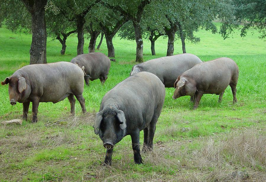 Iberian Pigs