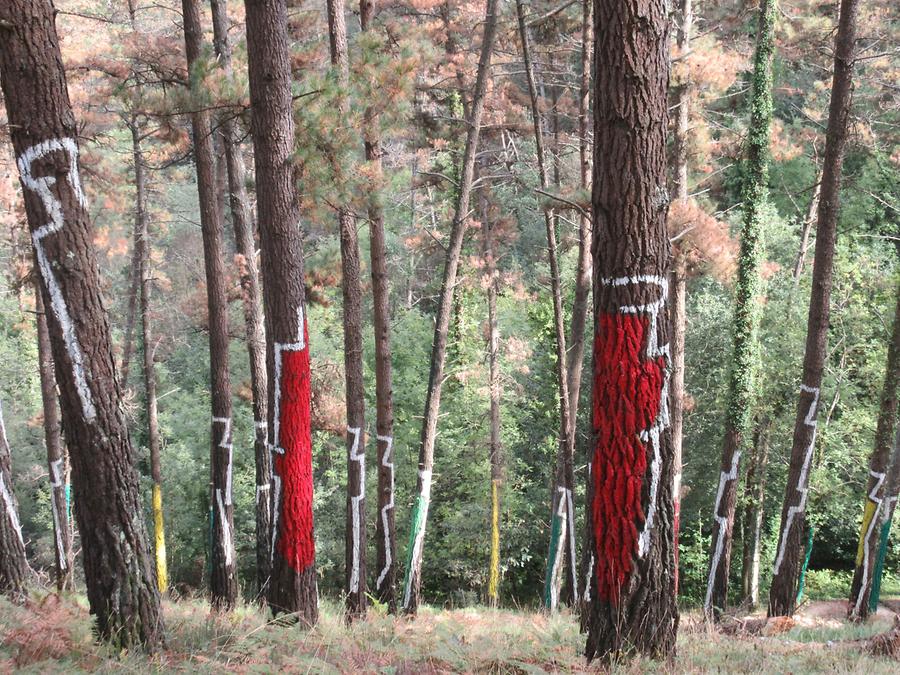 Kortezubi - Oma - Oma Forest (Bosque Animado)