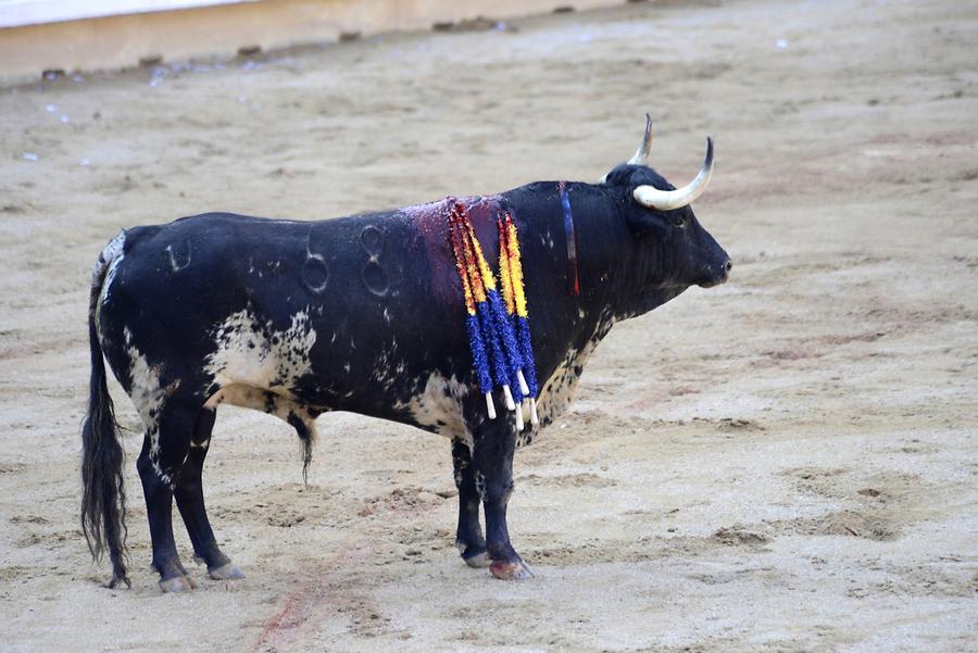 Bull Bullfight