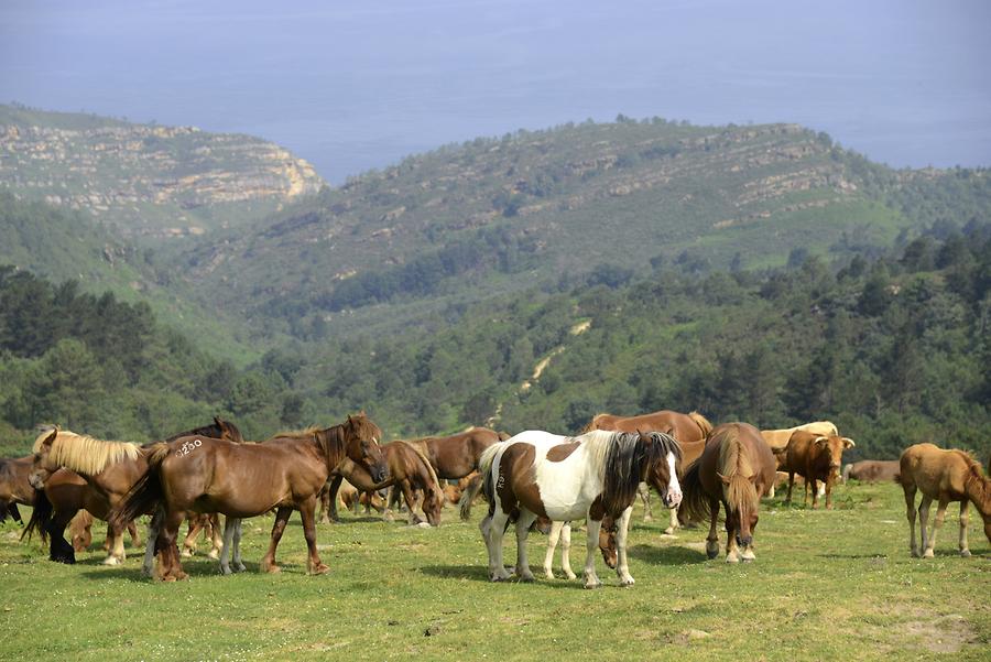 Horses near Pasaia