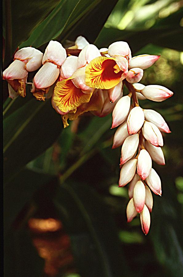 Alpinia mutica- Orchid Ginger