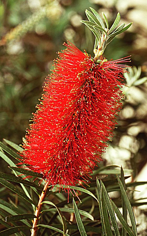 Callistemon pachyphyllus